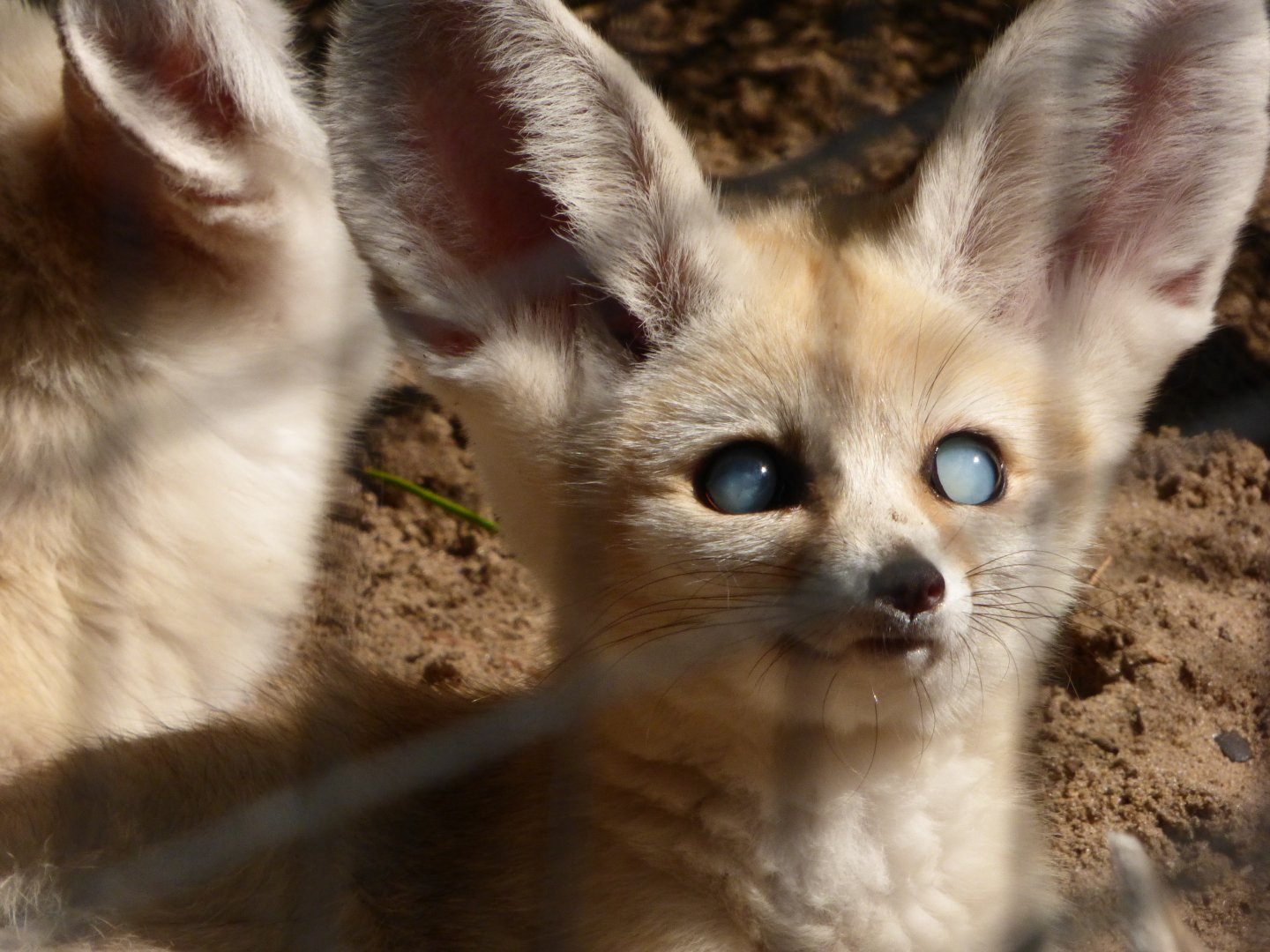 Fennec Foxes