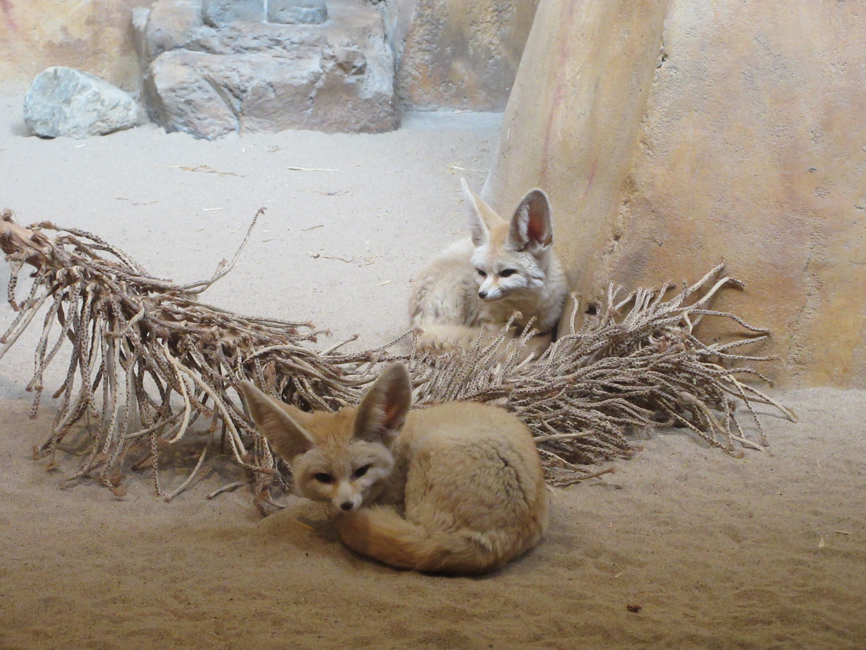 Fennec Foxes