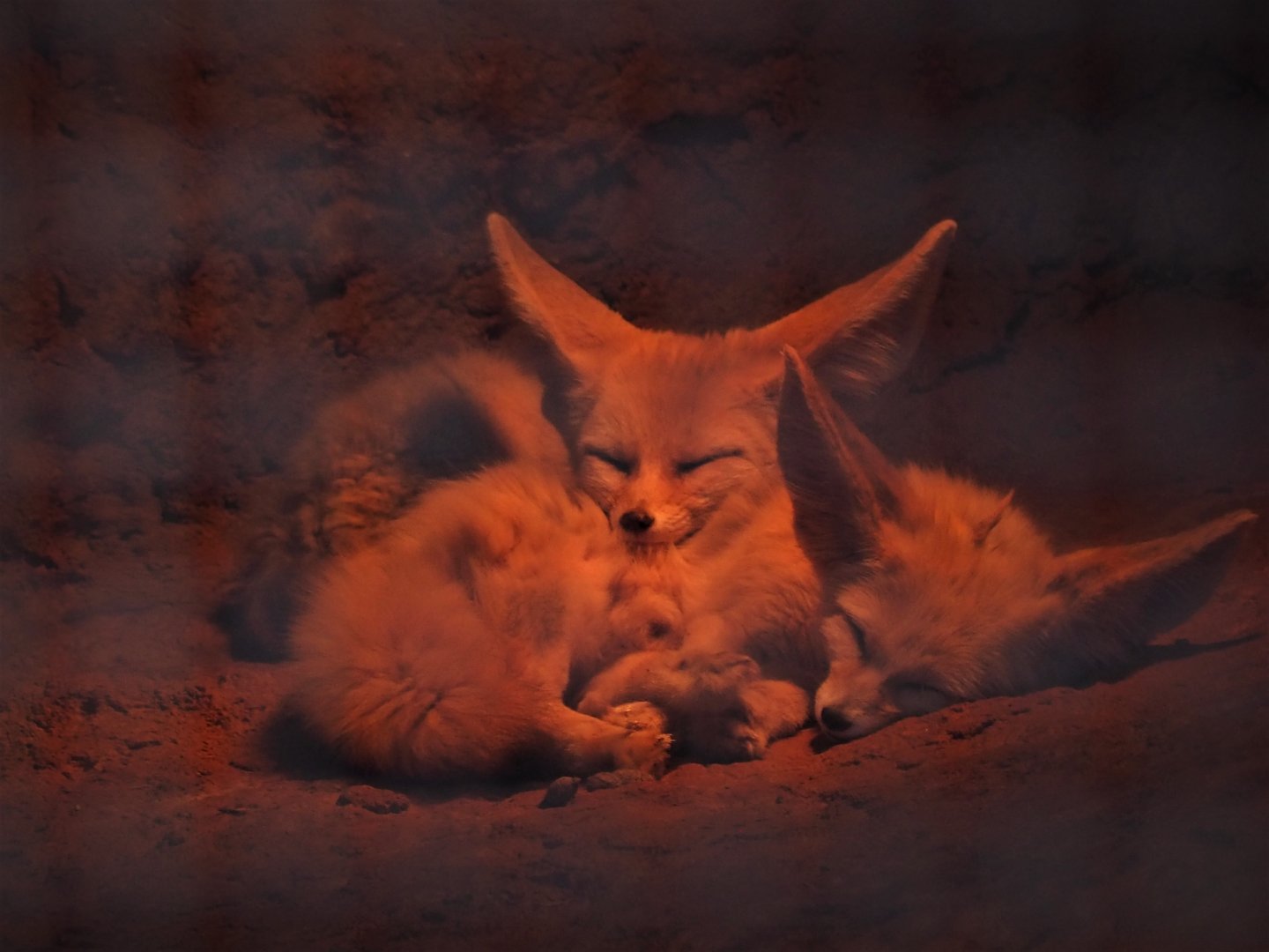 Fennec Foxes