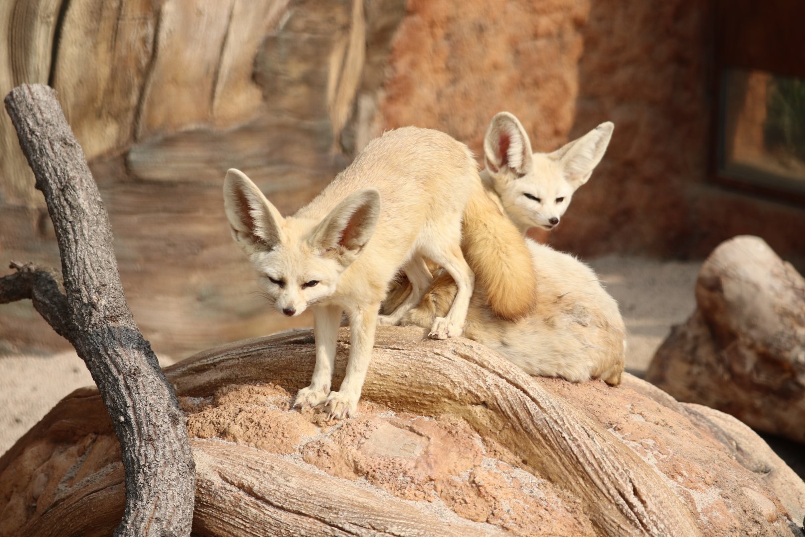 Fennec Foxes