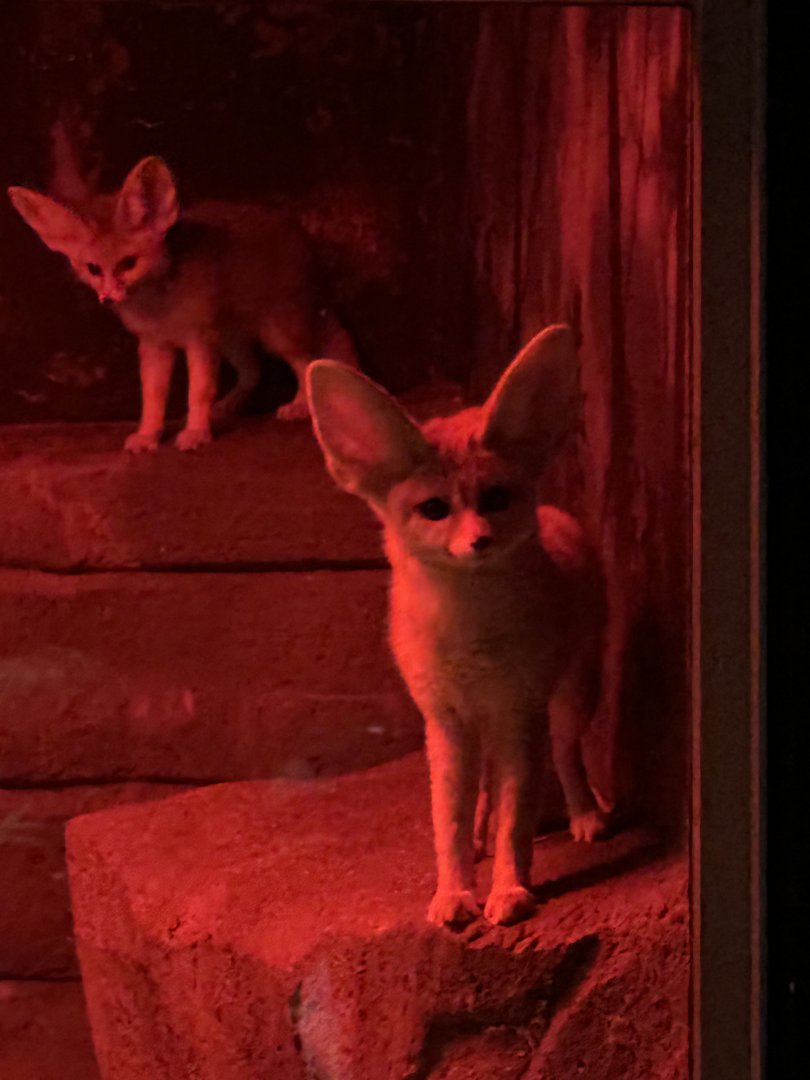 Fennec Foxes