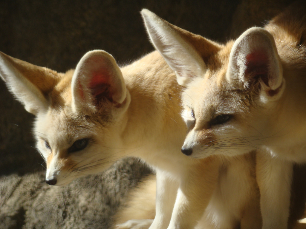 Fennec Foxes