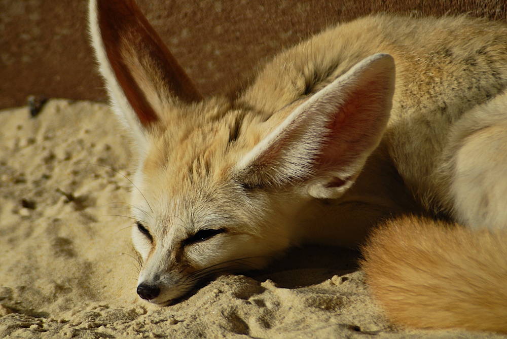 Fennec - Longleat 2024