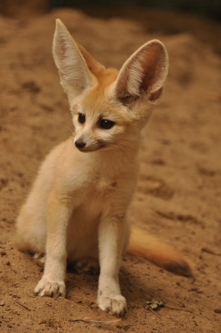 Fennec (Vulpes zerda)