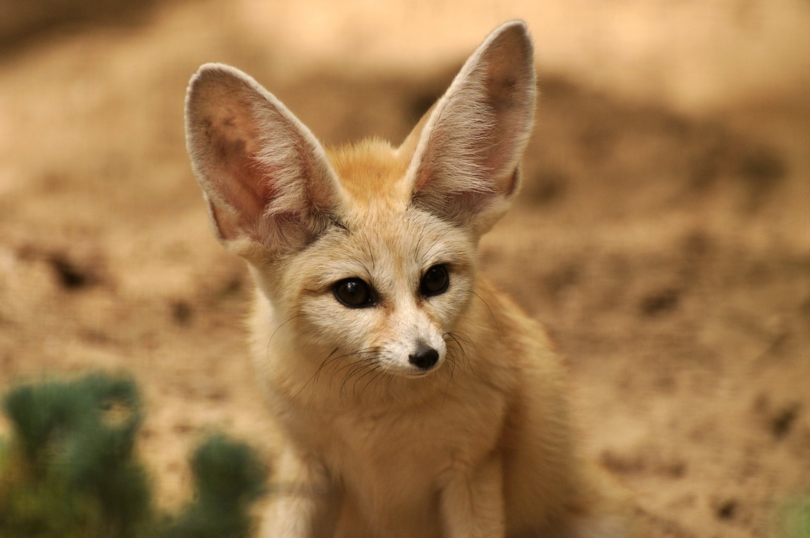 Fennec (Vulpes zerda)