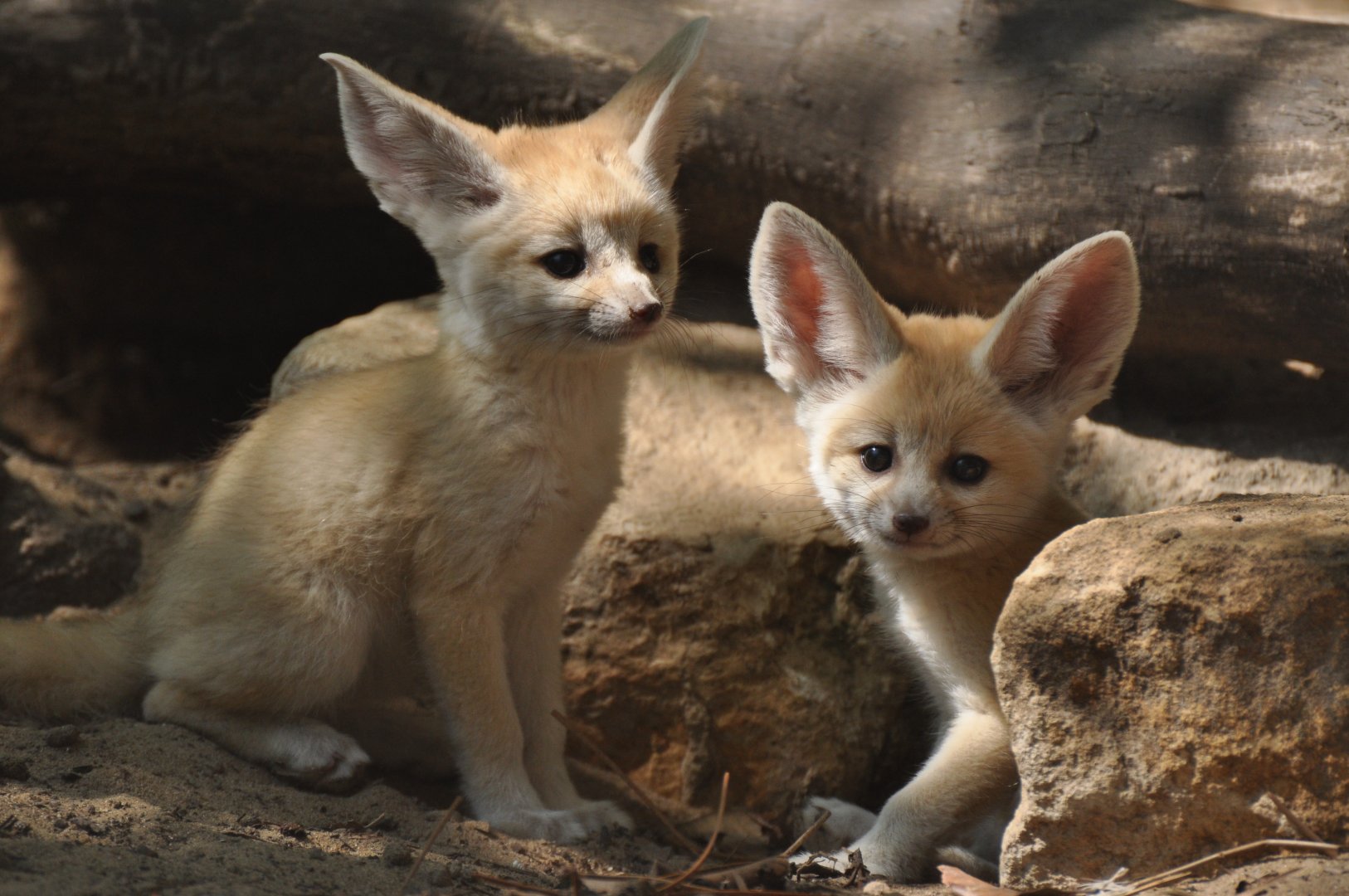 Fennec (Vulpes zerda)