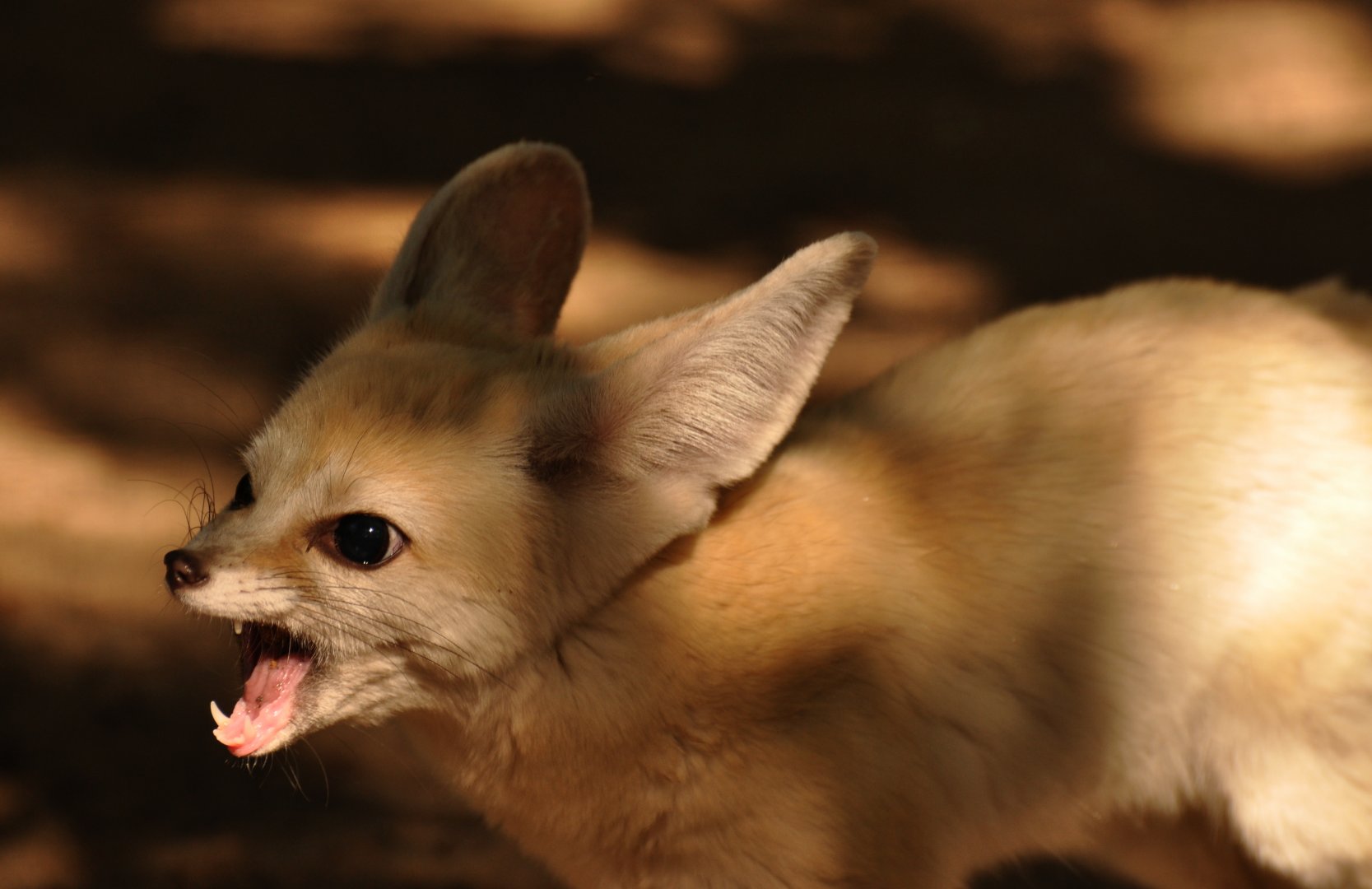 Fennec (Vulpes zerda)