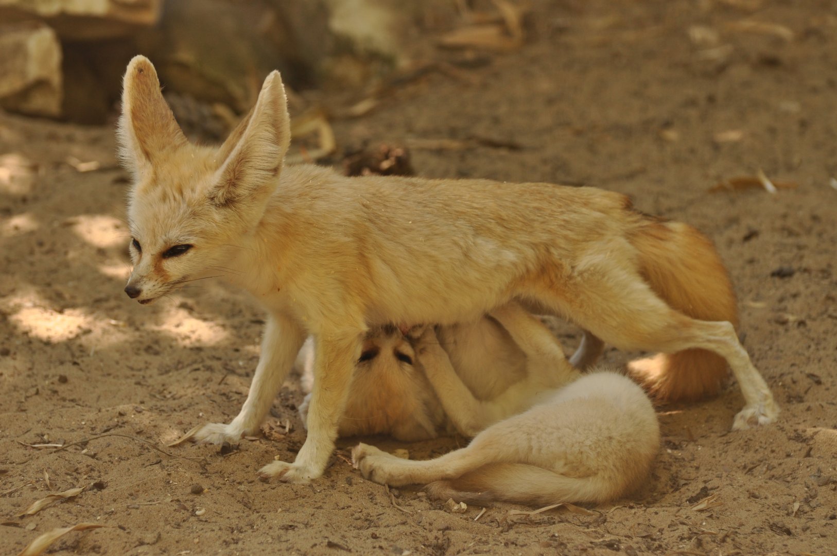 Fennec (Vulpes zerda)