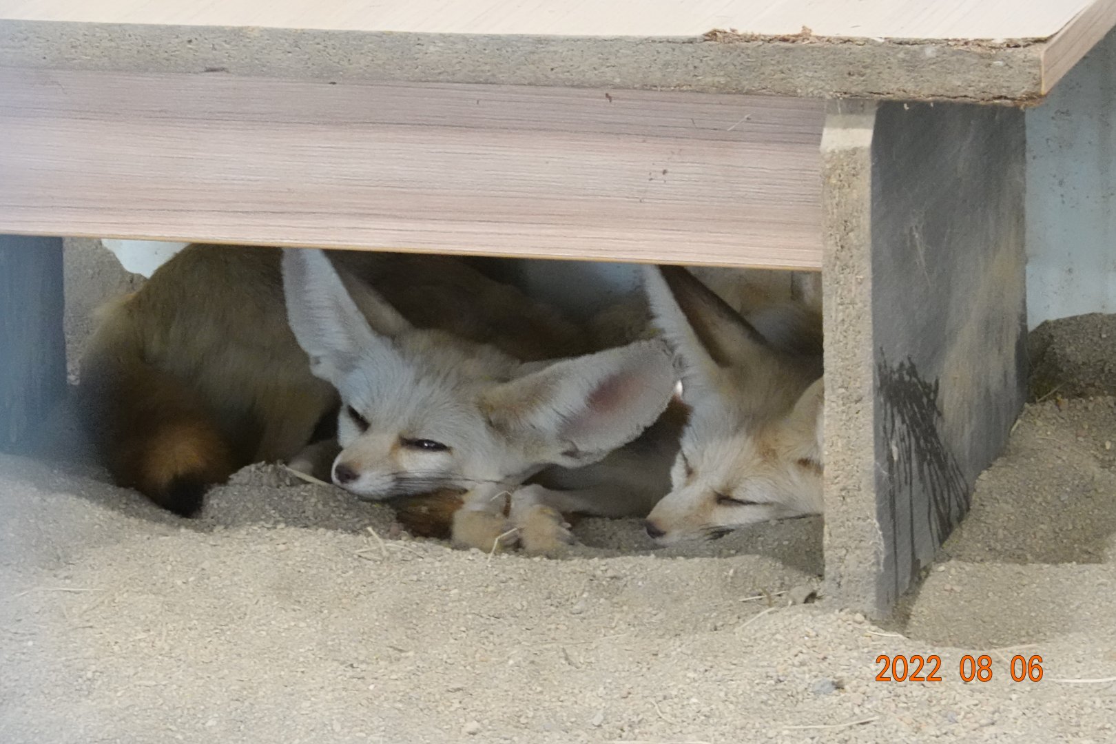 Fennec (Vulpes zerda)