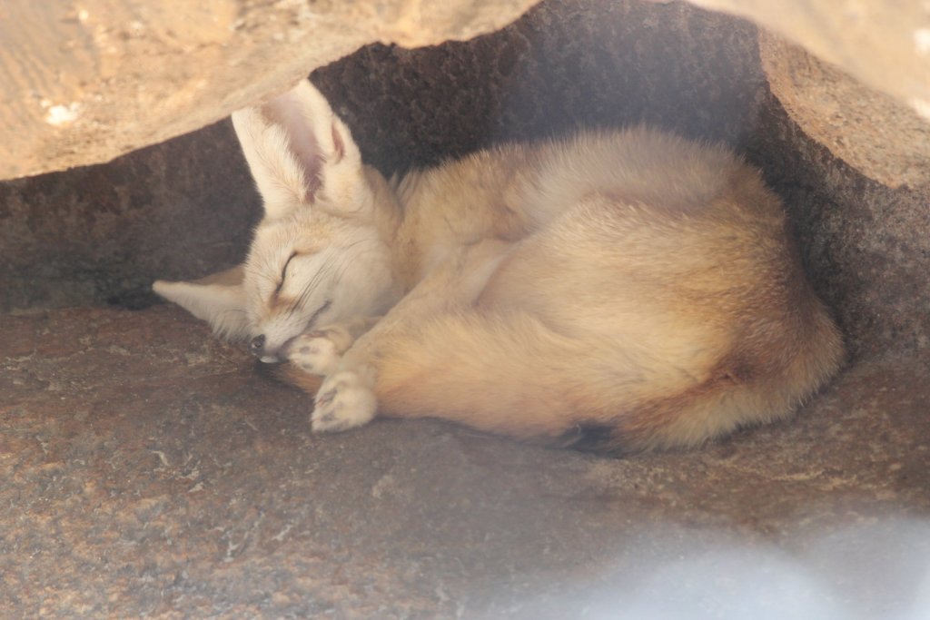 Fennec