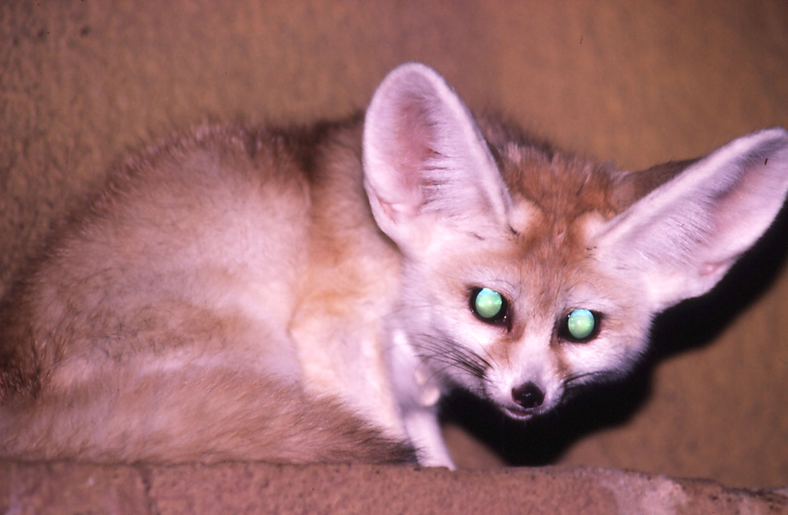 Fennec
