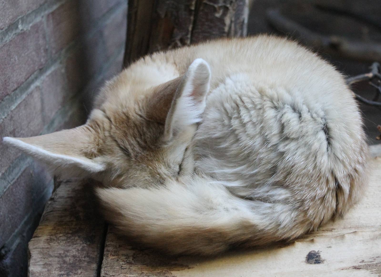 Fennec
