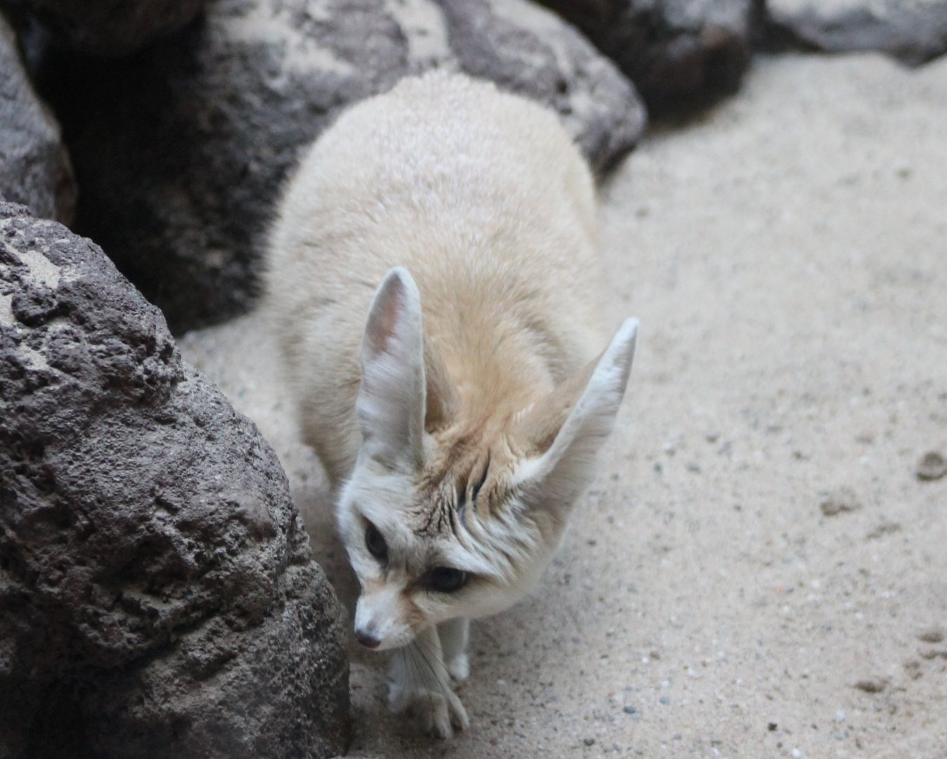 Fennec