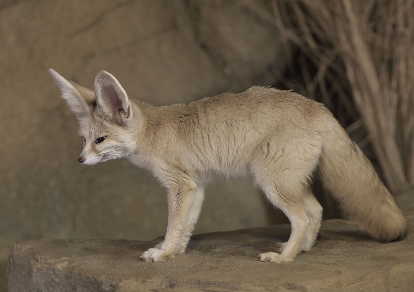 Fennec