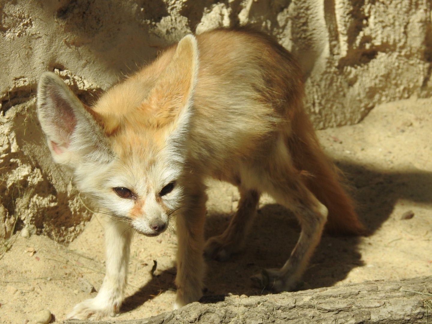 Fennec