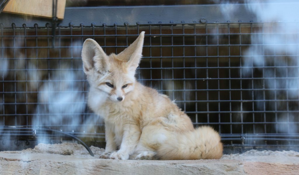 Fennec