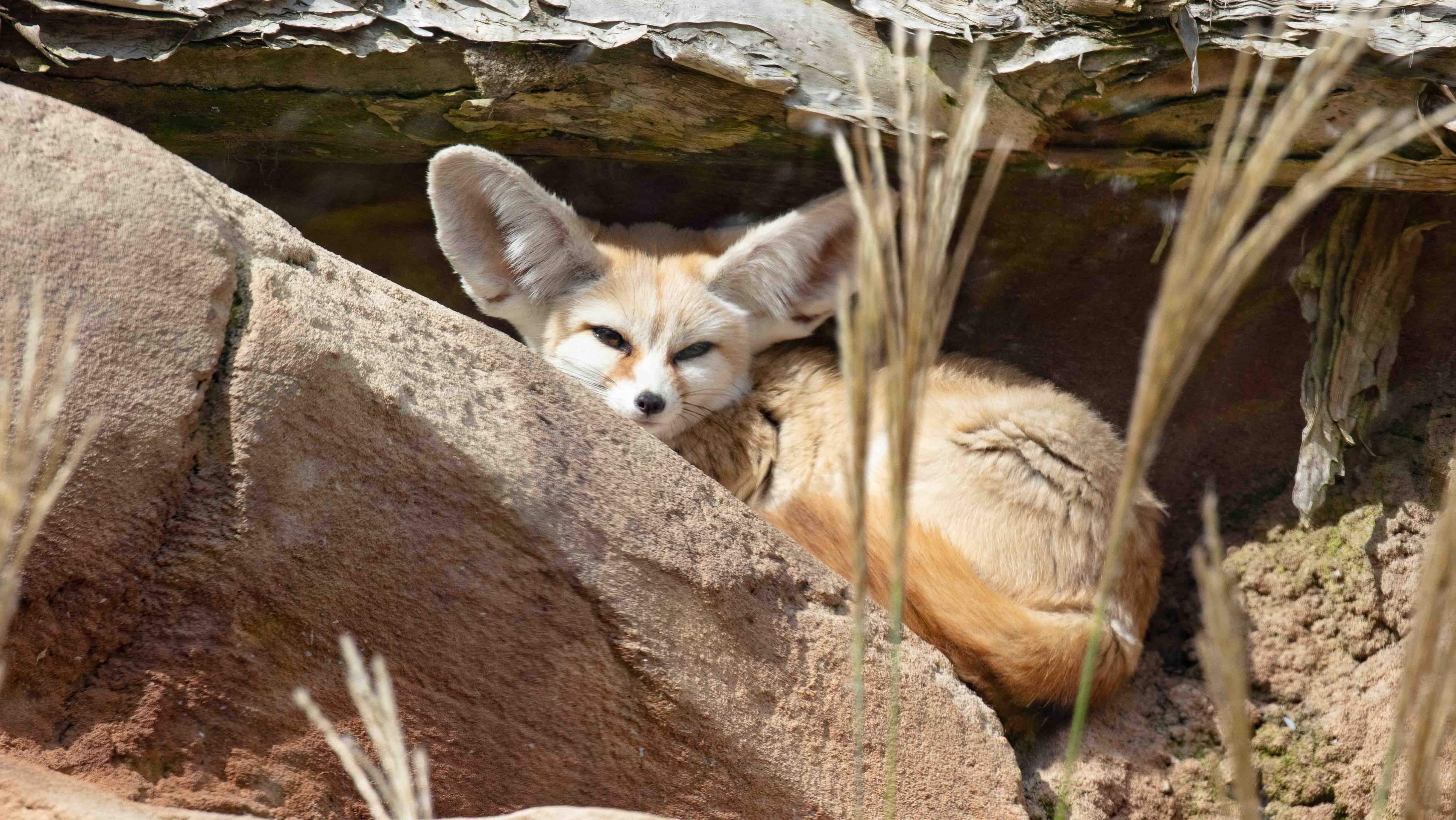 Fennec