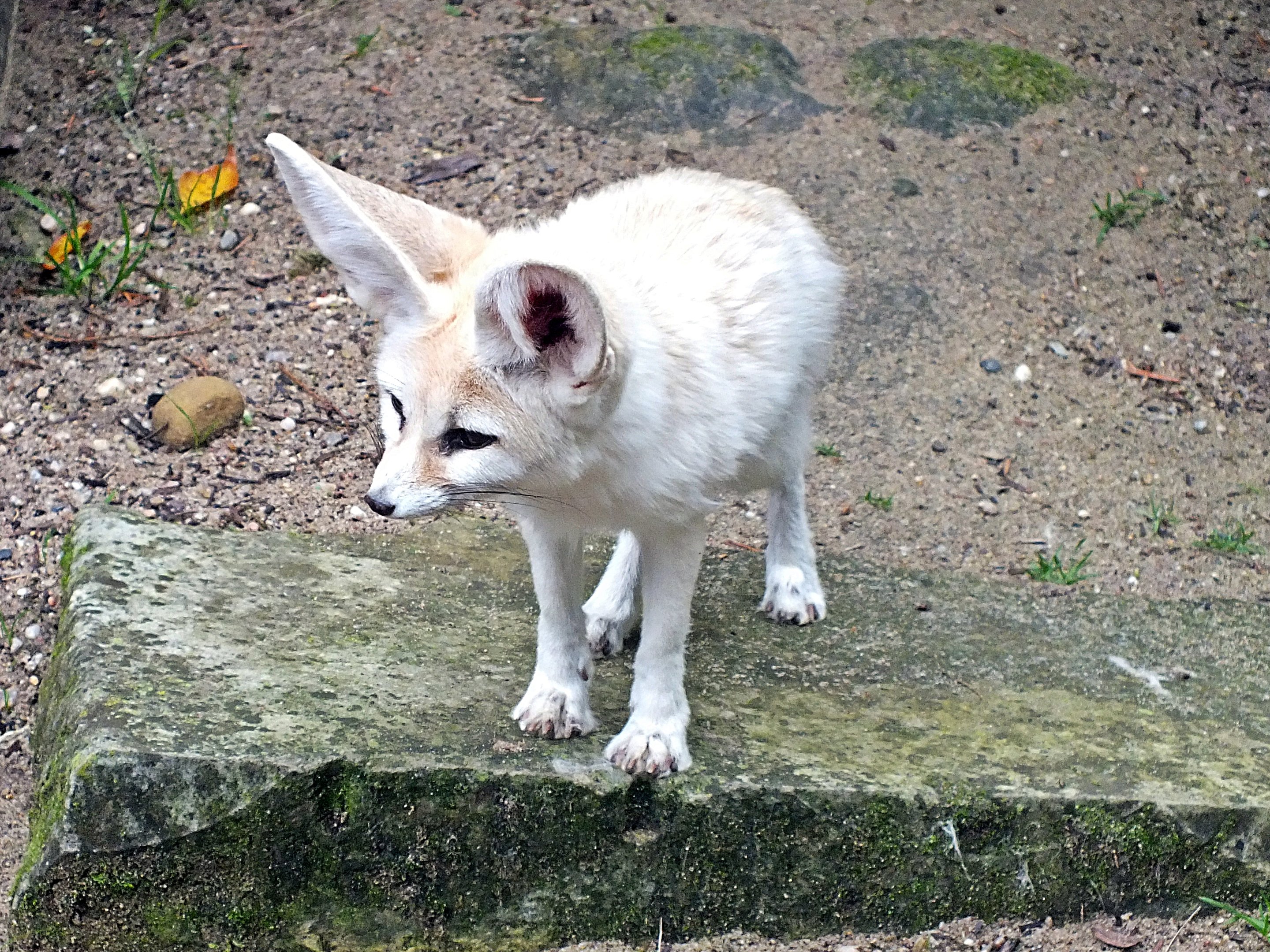 Fennec