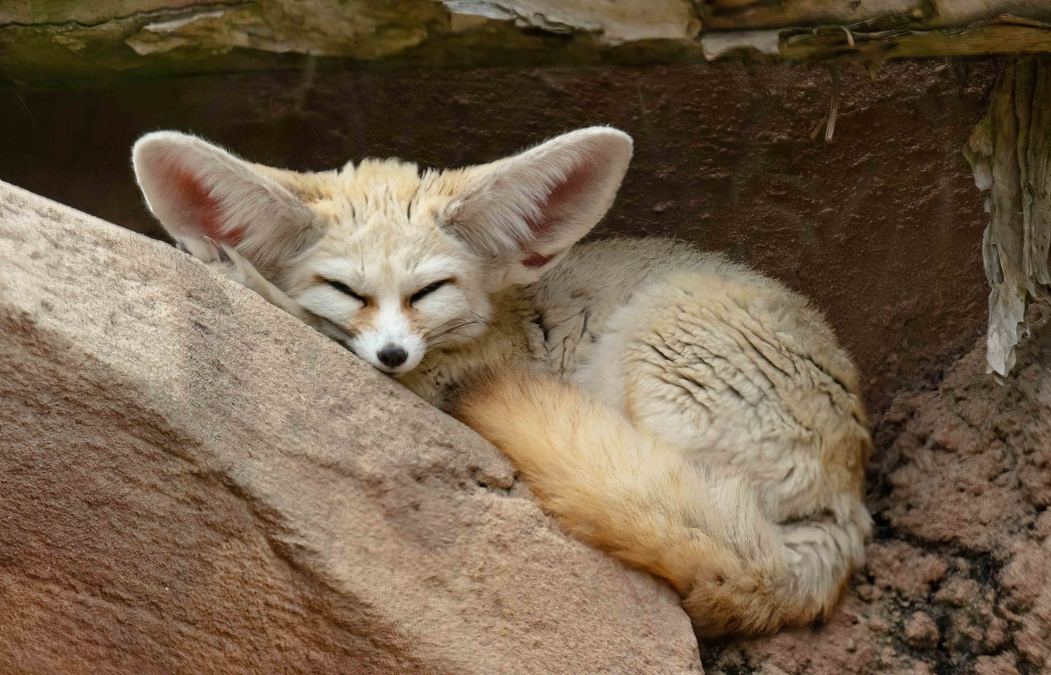 Fennec