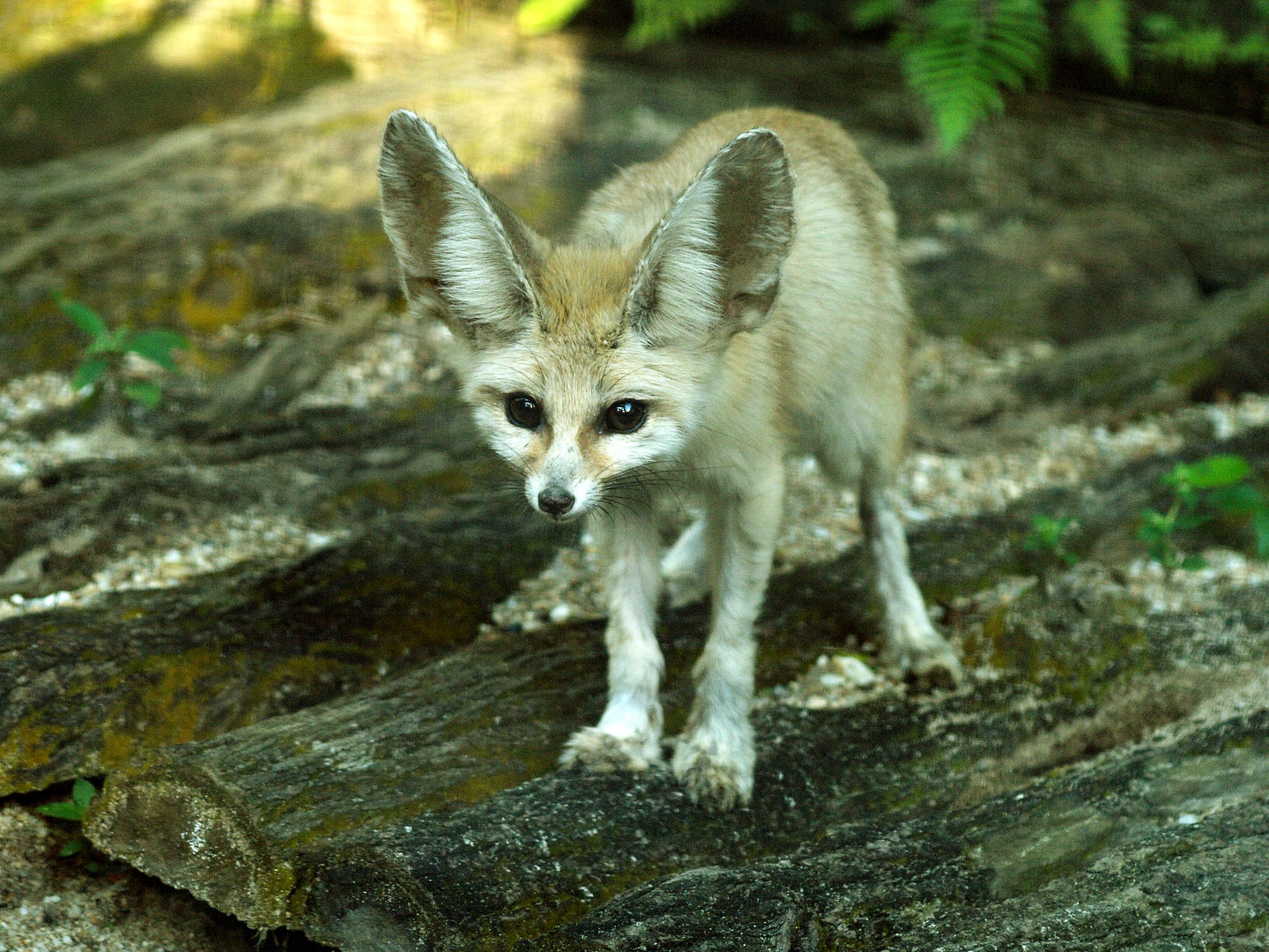 Fennec