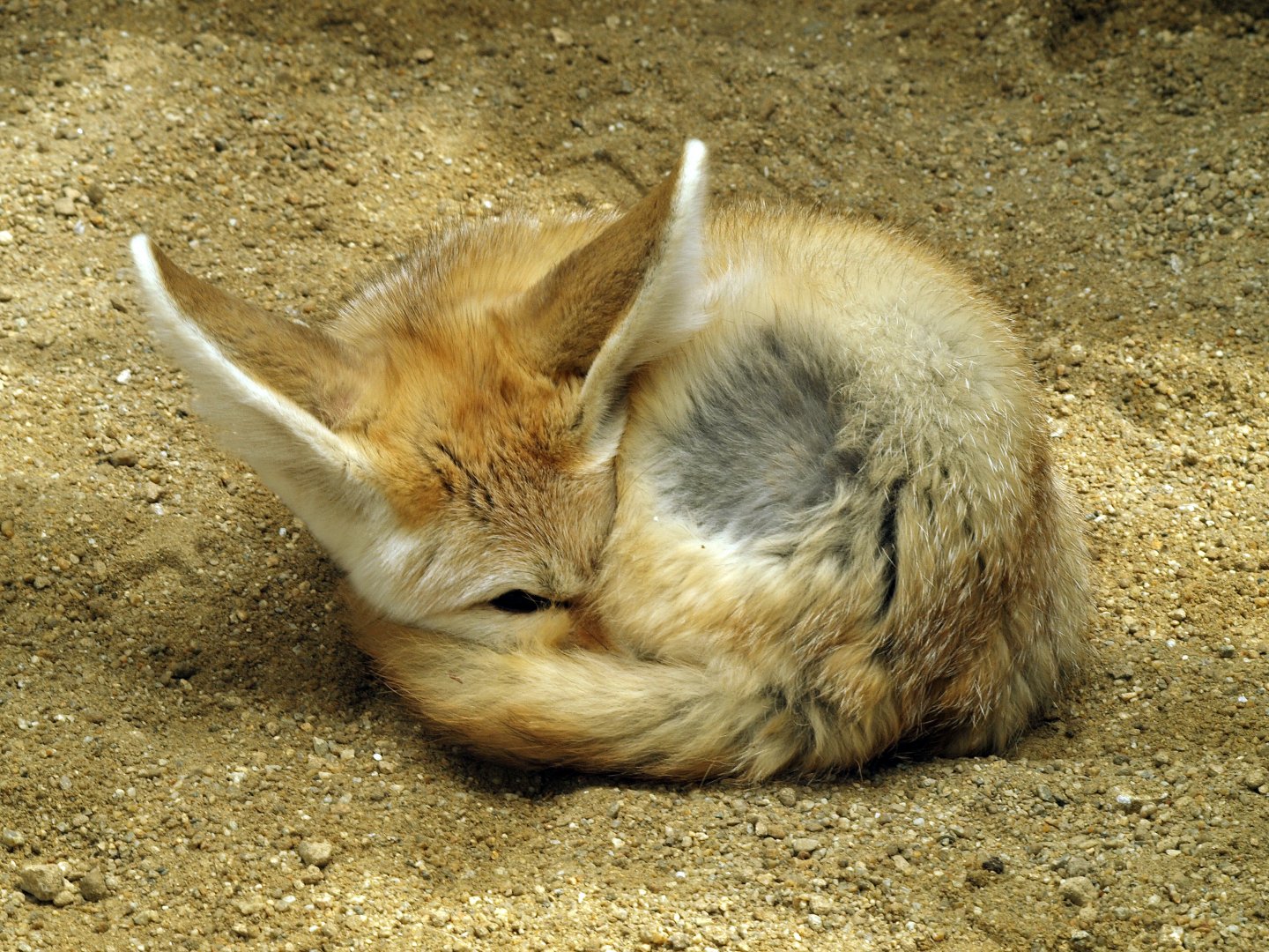 Fennec