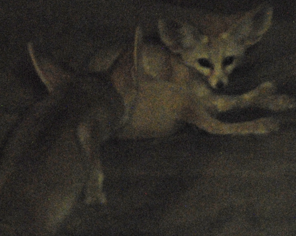 Fennecs - Berlin Zoo 2022