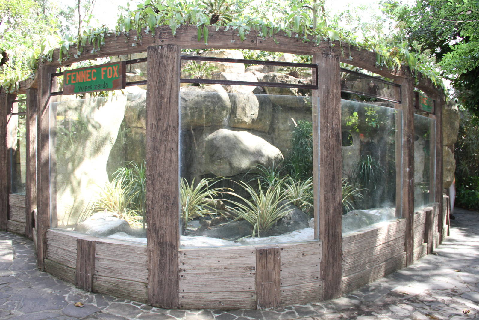 Fennec's (Vulpes zerda) exhibit