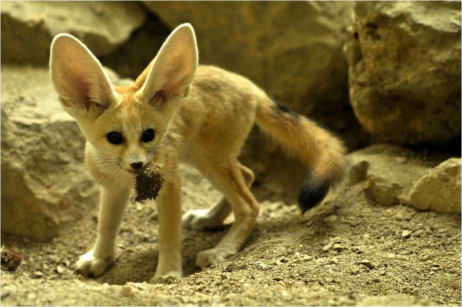 Fennek at Augsburg Zoo