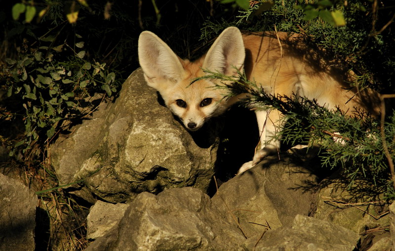 Fennek at Augsburg zoo