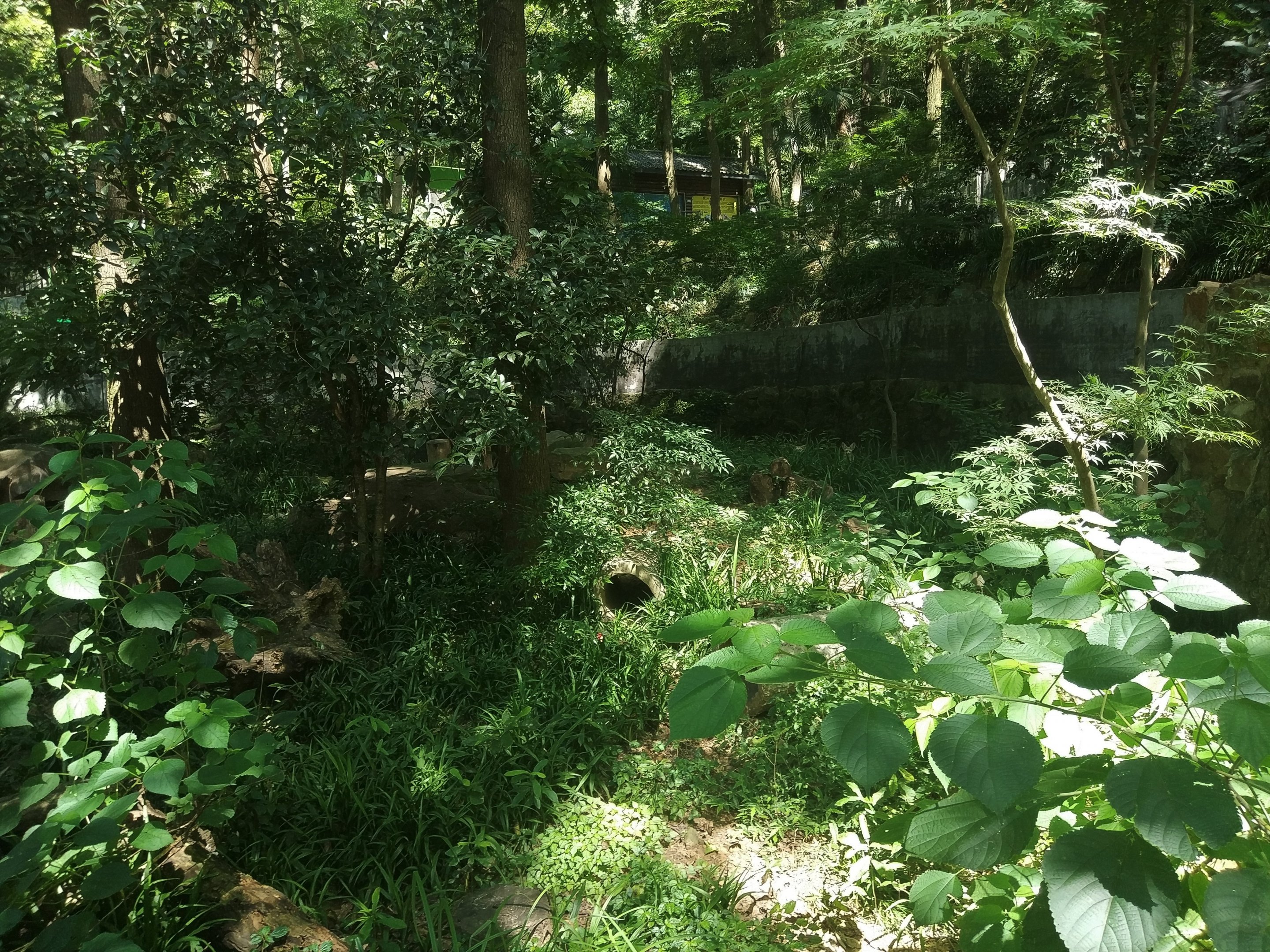 Fennex Fox Enclosure