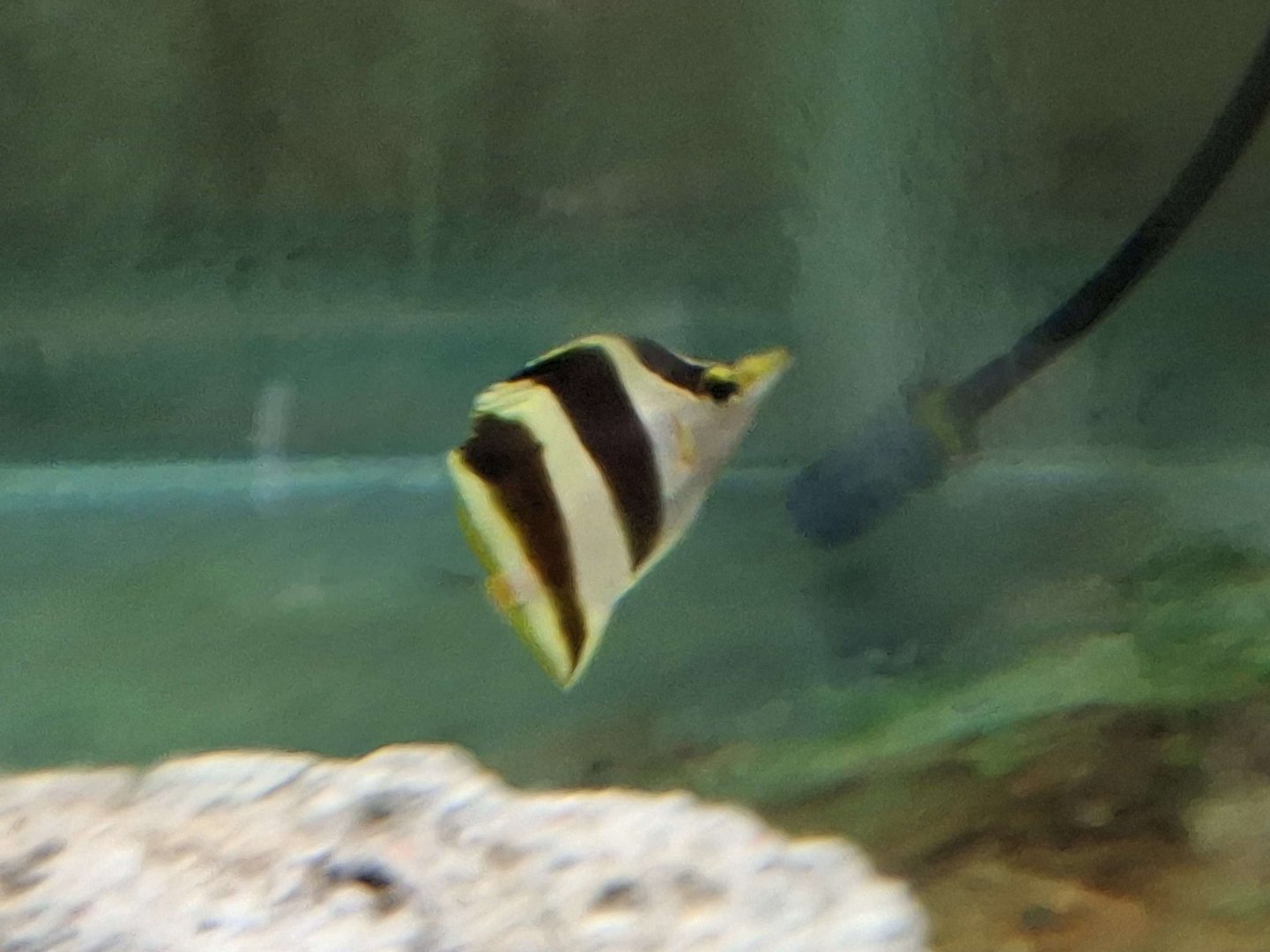 Fenton's Butterflyfish (Prognathodes cf. geminus "Prognathodes diaphanes")