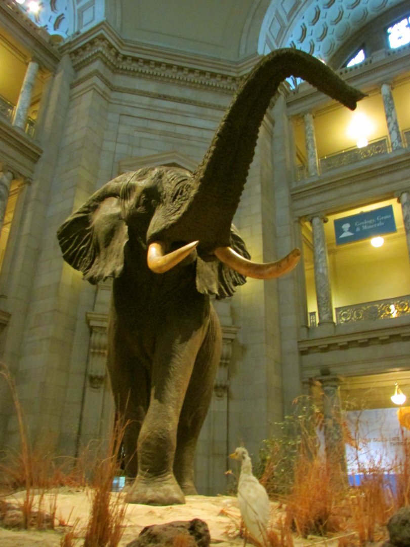 Fénykövi Elephant 1st Floor Angle 2