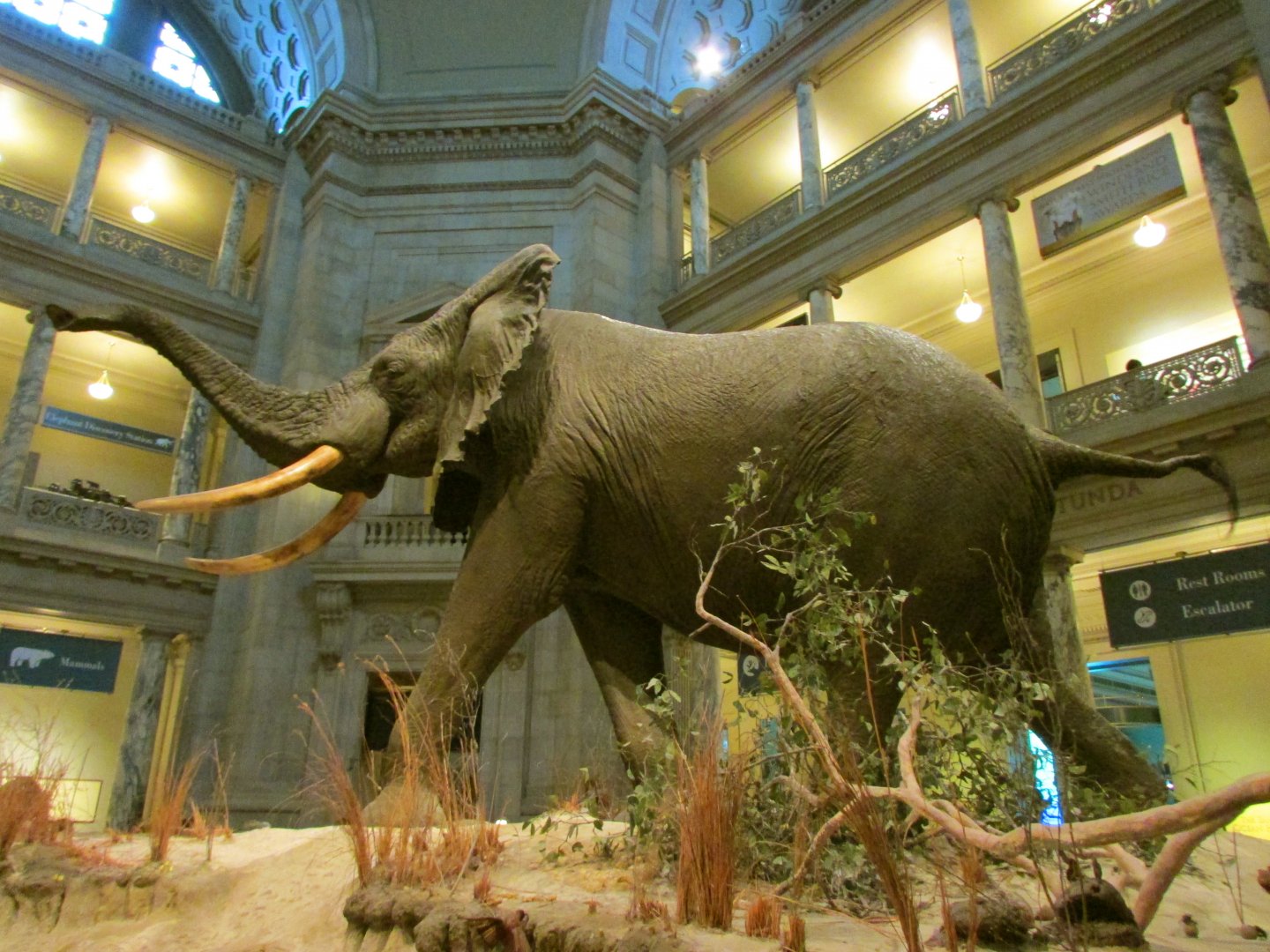 Fénykövi Elephant 1st Floor Angle 4