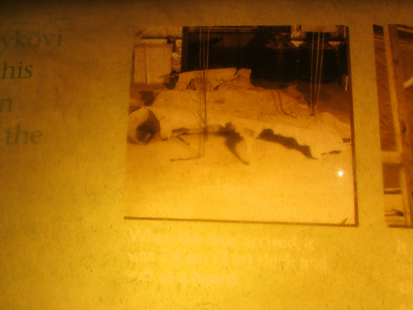 Fénykövi Elephant Preparation Part 1