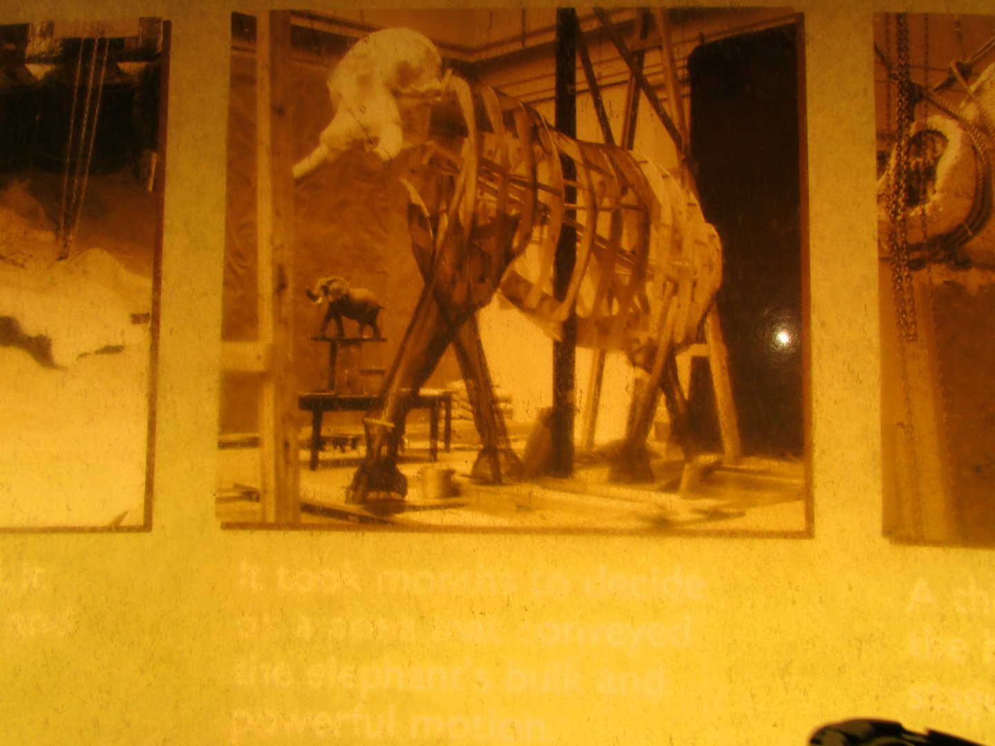 Fénykövi Elephant Preparation Part 2