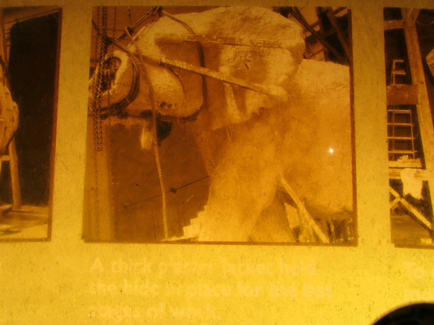 Fénykövi Elephant Preparation Part 3