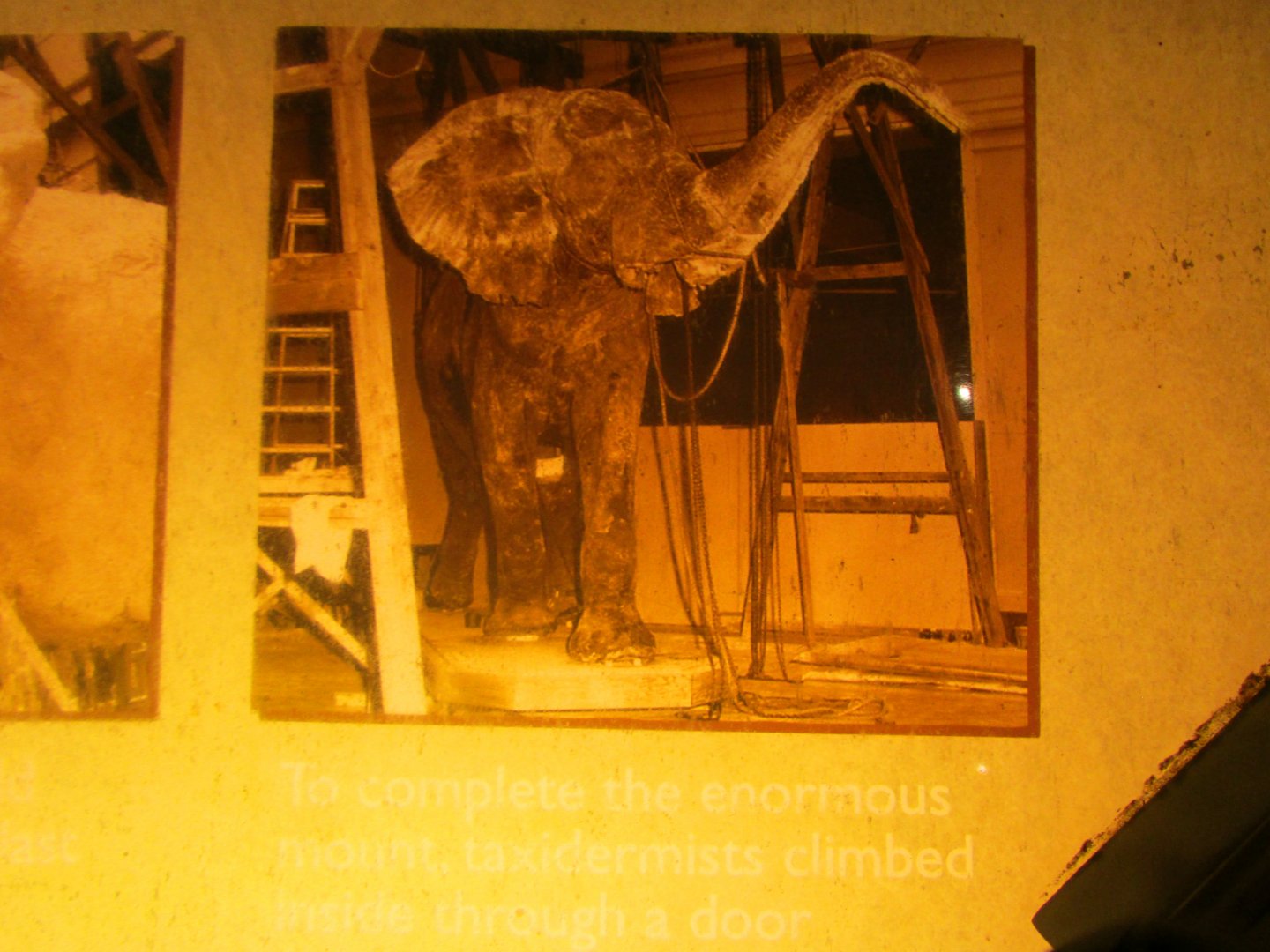 Fénykövi Elephant Preparation Part 4