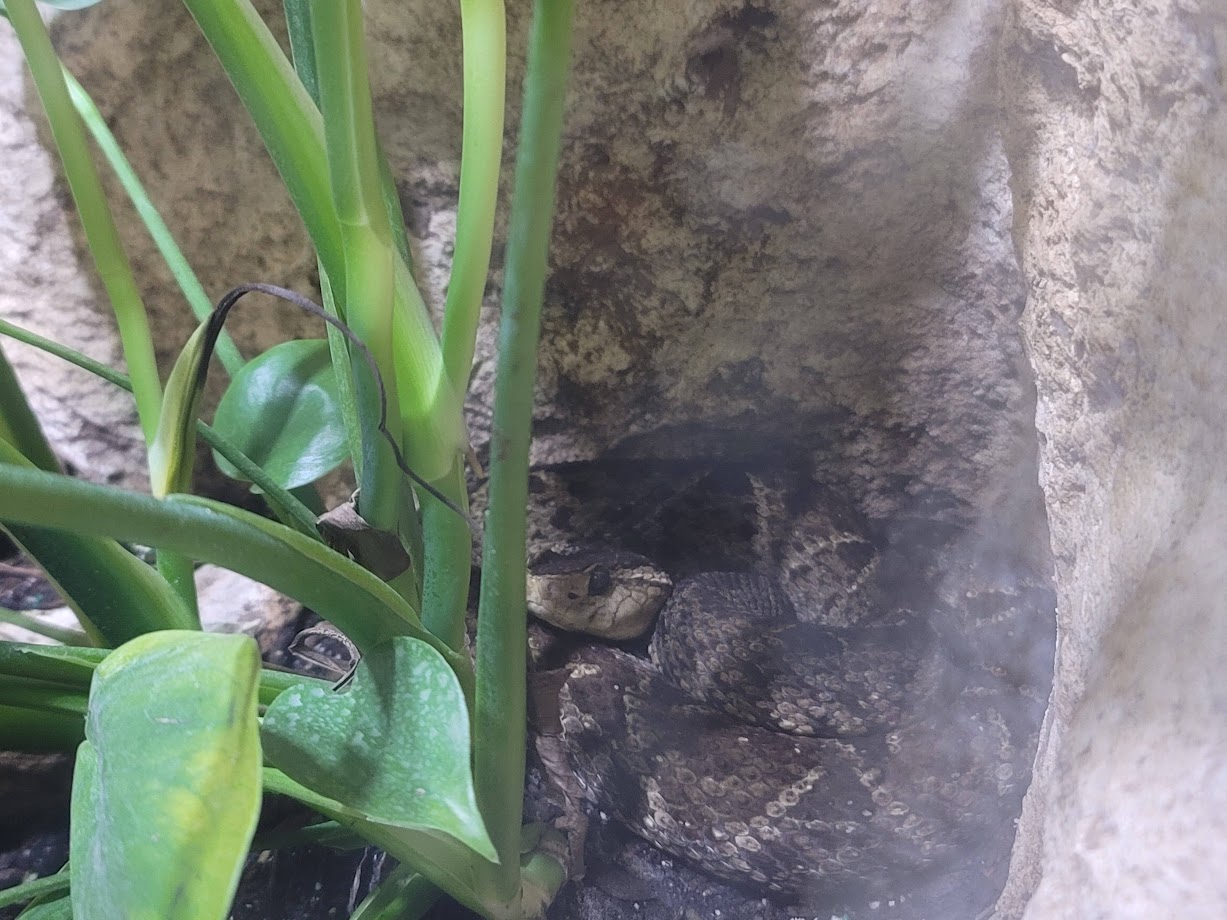 Fer-de-Lance AKA Terciopelo