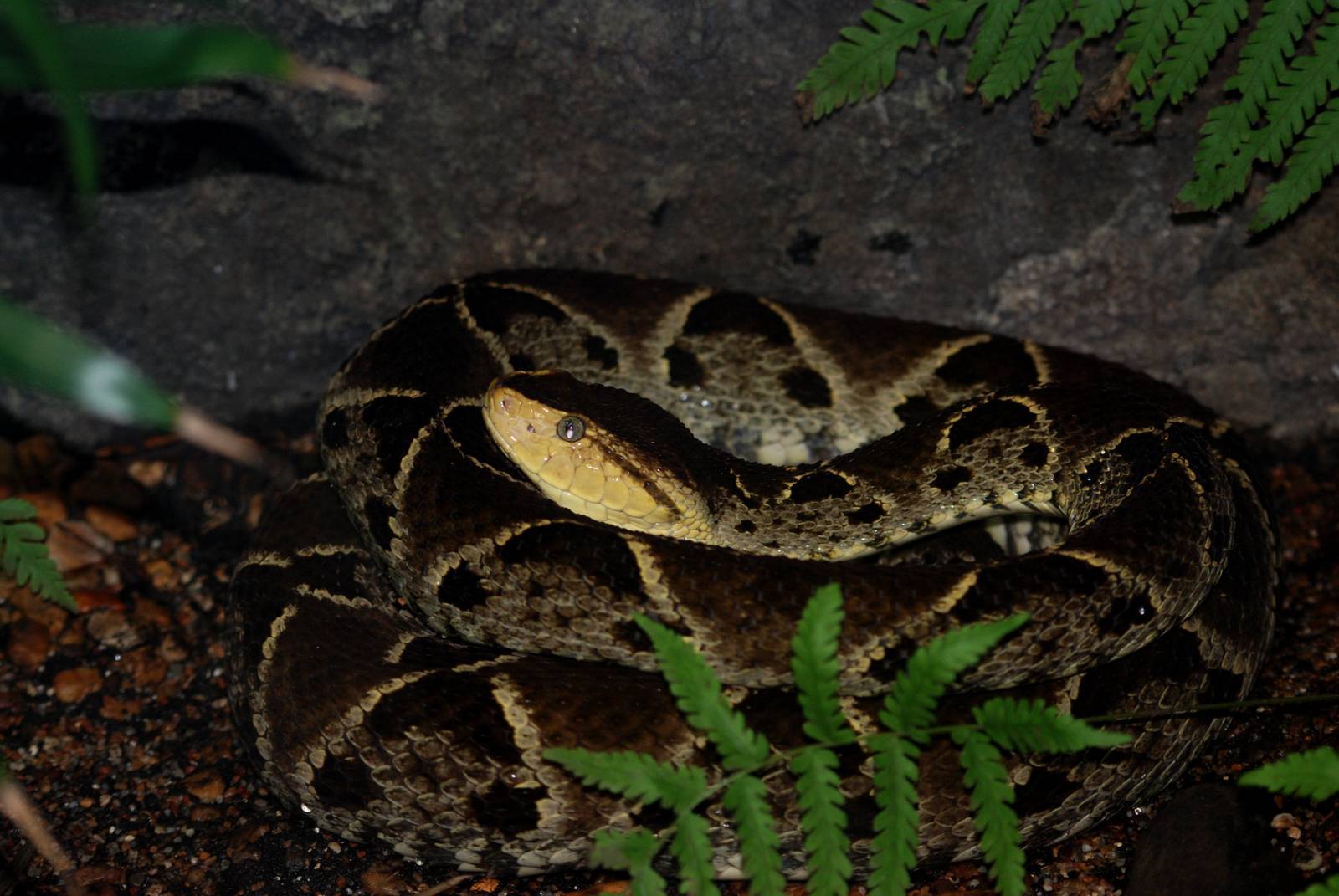 Fer-de-Lance at Miami, 12/10/13
