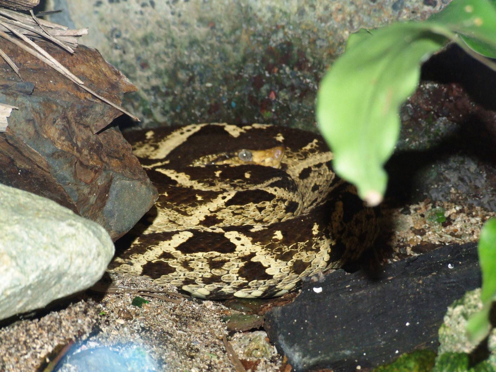 Fer-de-Lance at Zoo Simon Bolivar, 12/04/14