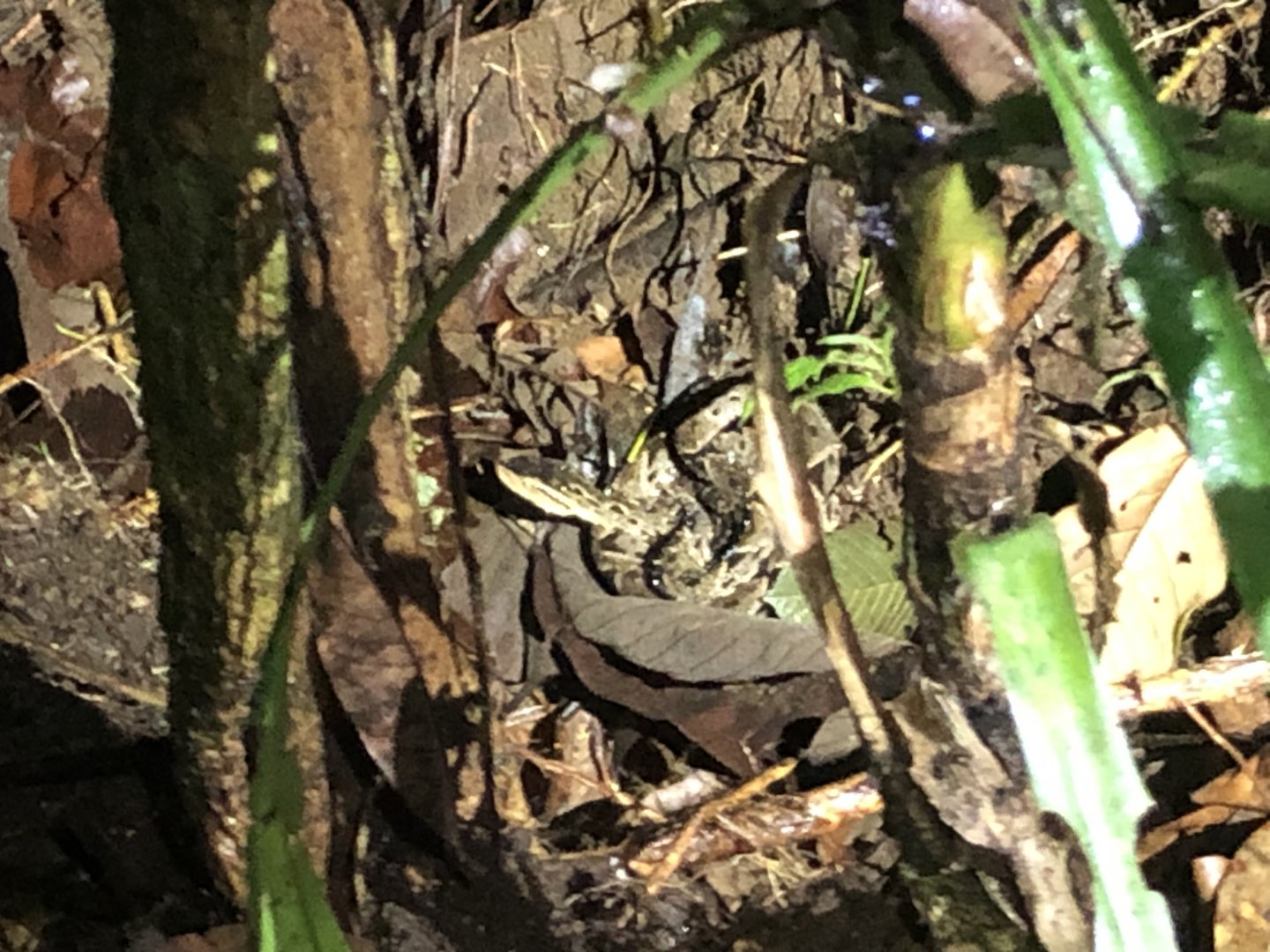 Fer-de-lance (San Carlos, Costa Rica)