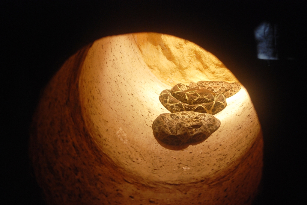 Fer-de-Lances at Arenal Natura, 18/04/14