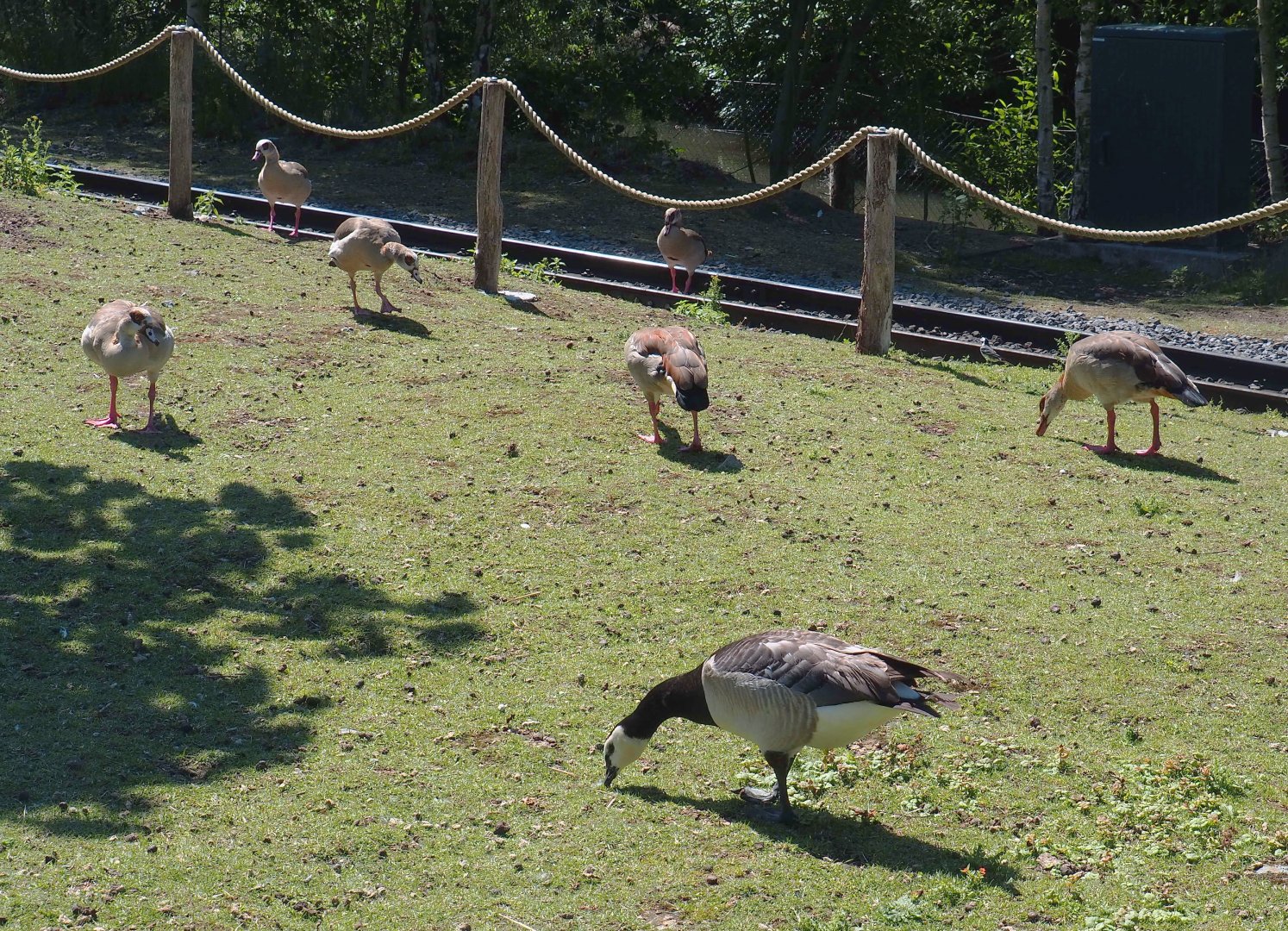Feral and wild geese - Egyptian geese (Alopochen aegyptiaca) and Barnacle goose (Branta leucopsis), 2022-06-28