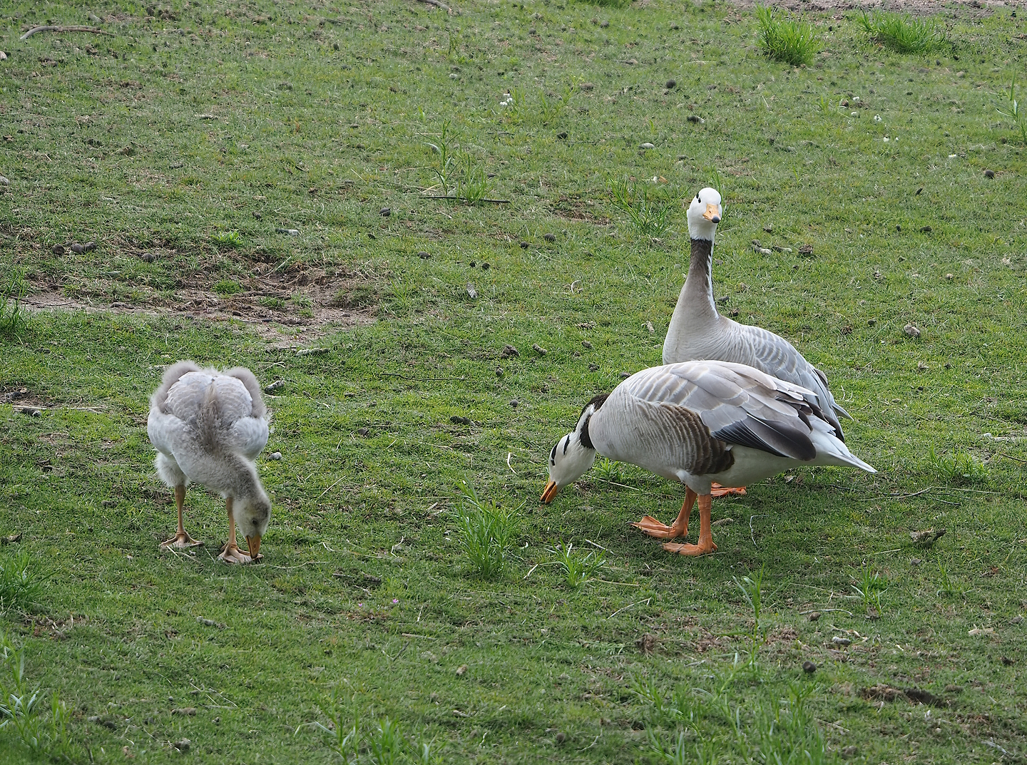 Feral Bar-headed geese (Anser indicus), 2022-06-12