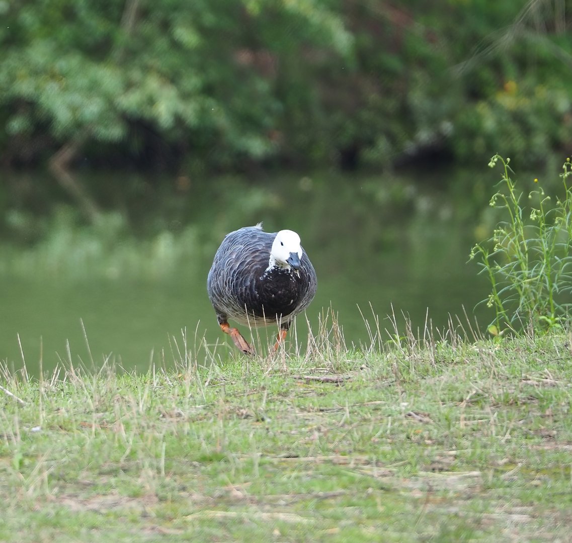 Feral Barnacle goose - Emperor goose hybrid (Branta leucopsis X Anser canagicus), 2023-08-15