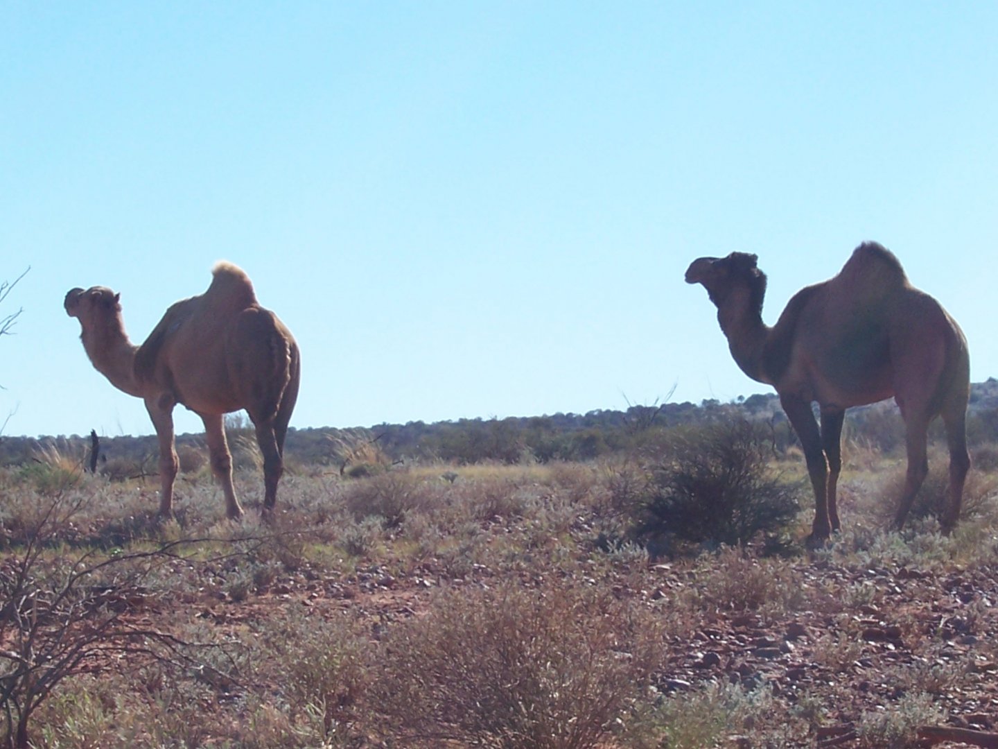 Feral Camel