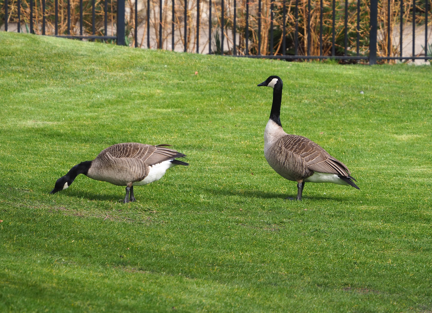 Feral Canada geese (Branta canadensis), 2022-03-16