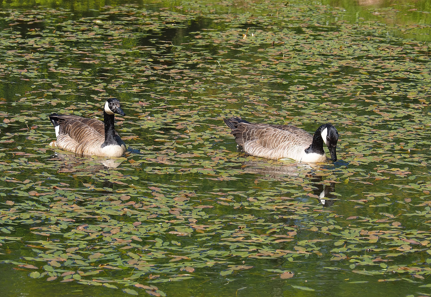 Feral Canada geese (Branta canadensis), 2023-05-19