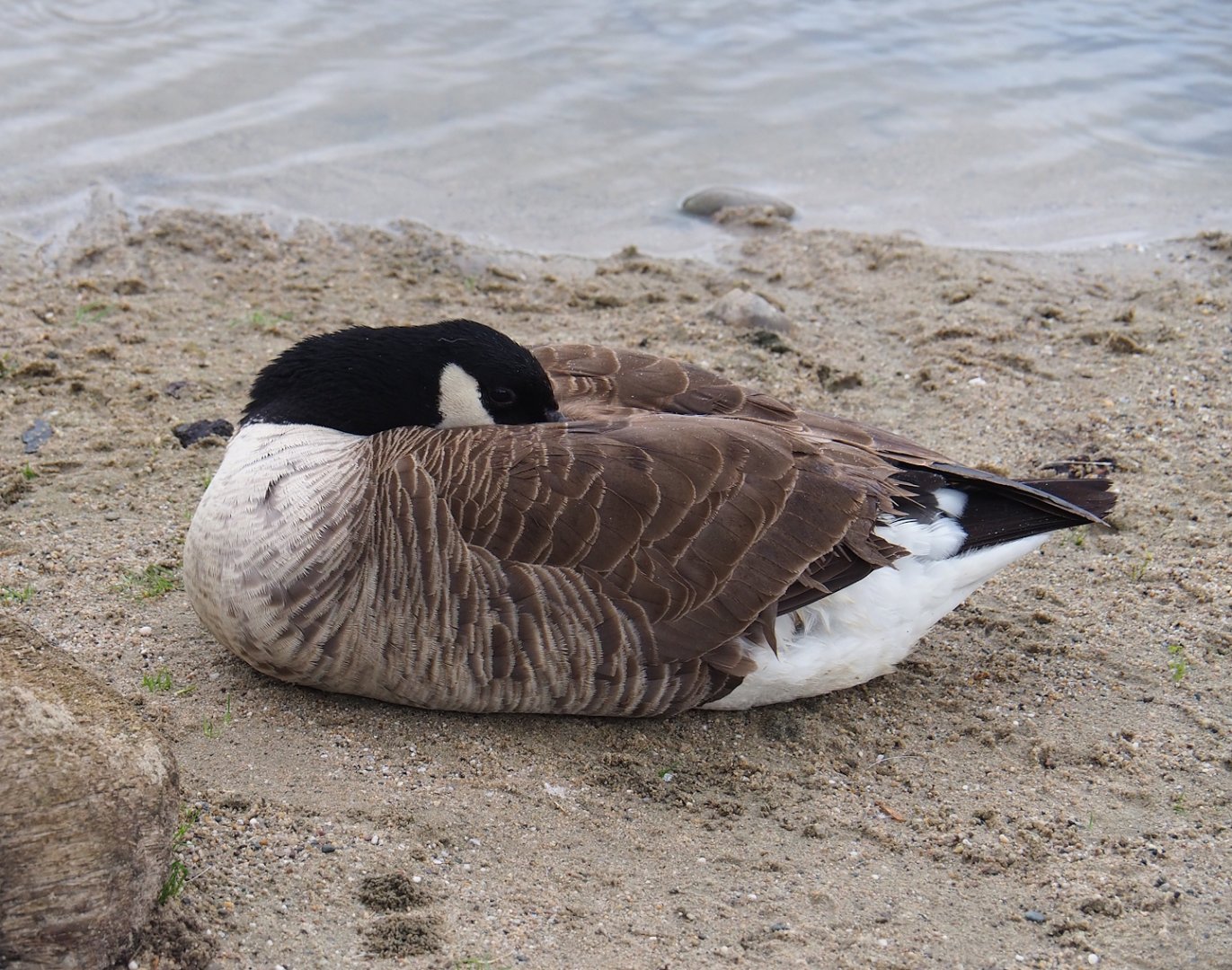 Feral Canada goose (Branta canadensis), 2023-05-15