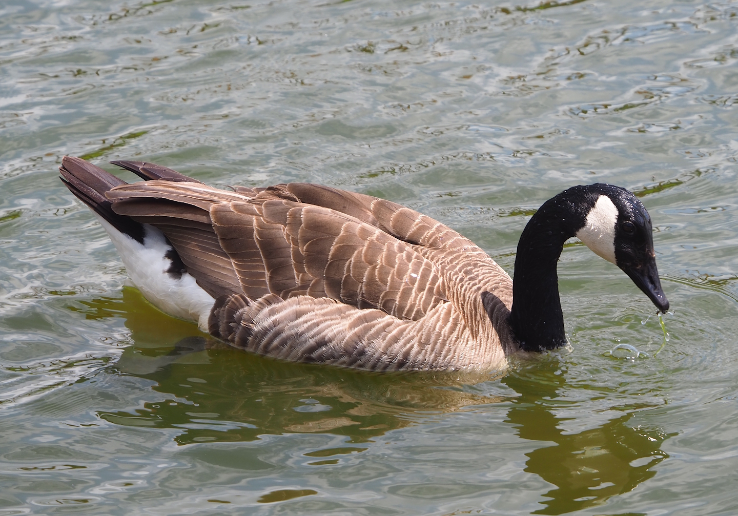 Feral Canada goose (Branta canadensis), 2023-05-16